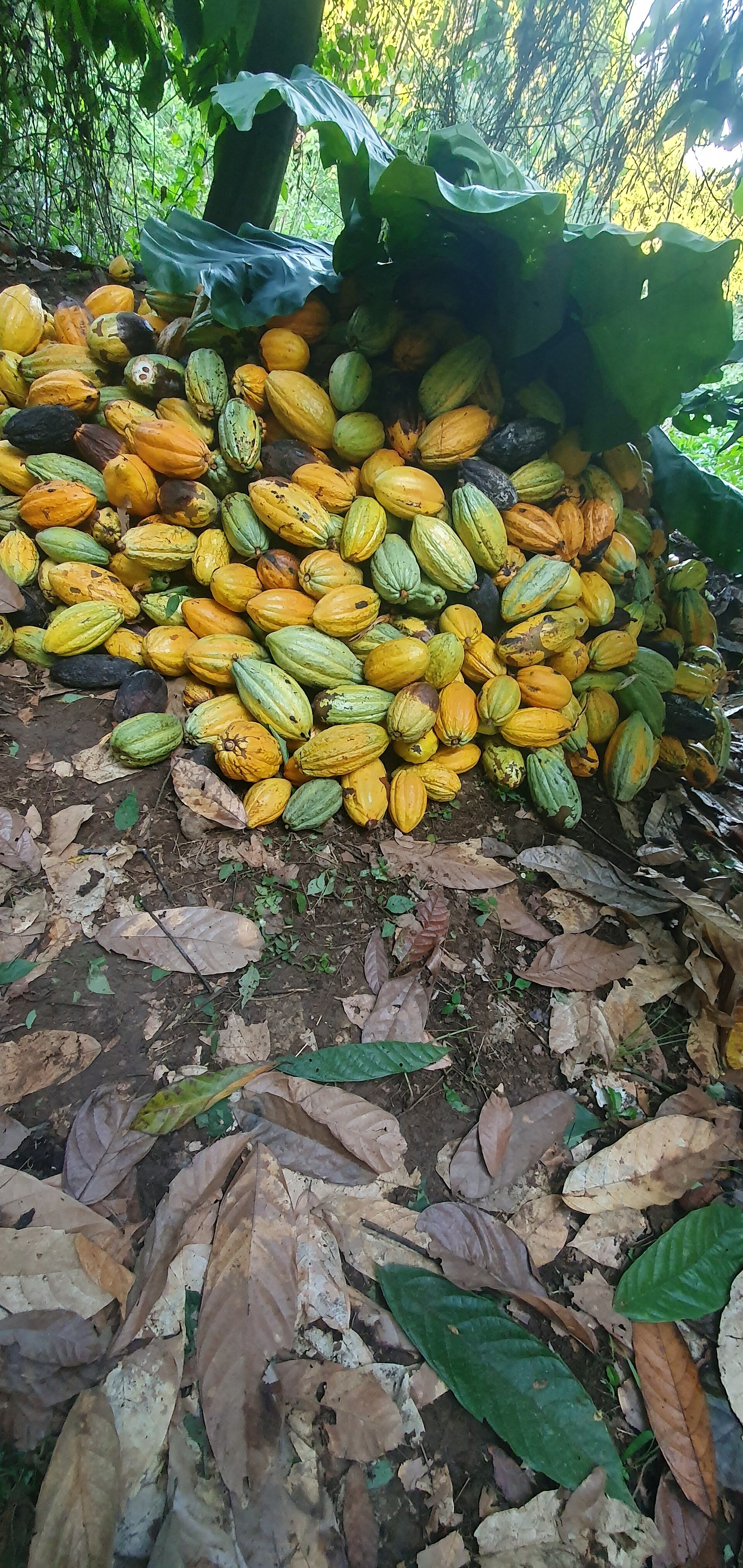 Cabosses de cacao sur l'arbre au Cameroun