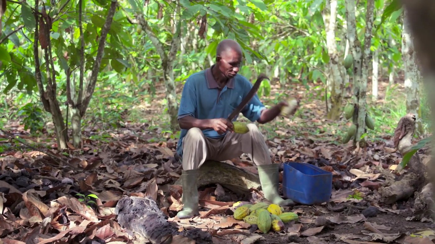 Plantation de cacao au Cameroun